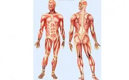 Indice musculo-oseo