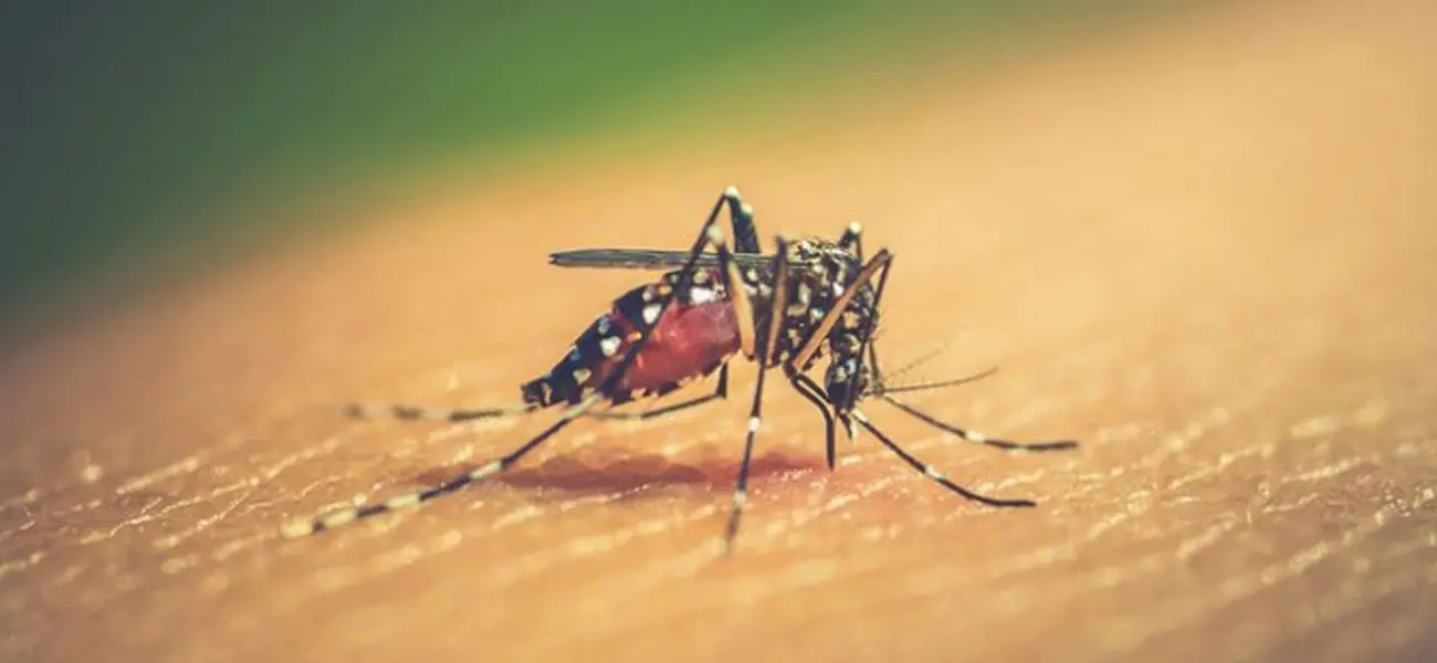 Lo que hay que saber sobre el dengue