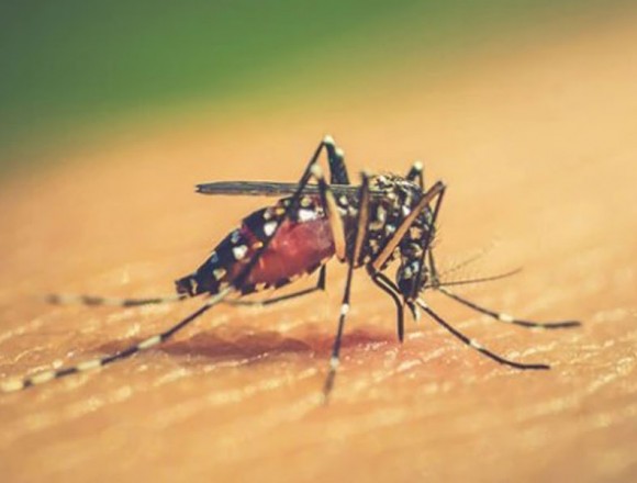 Lo que hay que saber sobre el dengue